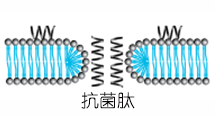 抗菌肽 LL-37