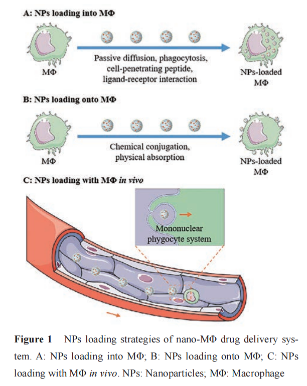 基于巨噬細胞的納米仿生遞藥系統(tǒng)在腫瘤治療中的應(yīng)用