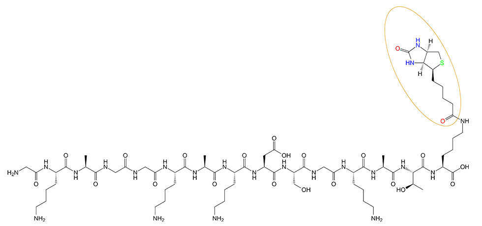 多肽生物素標記的結構(專肽生物tsjxdd.com)