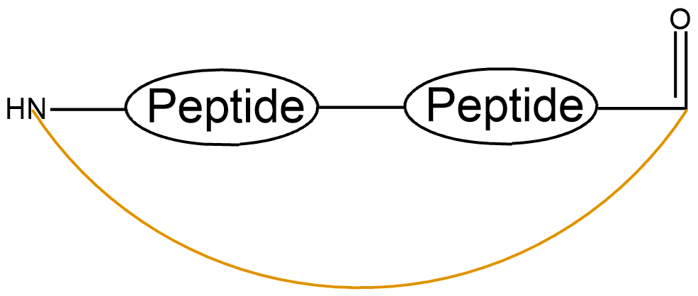 酰胺鍵環(huán)狀多肽(專肽生物tsjxdd.com)