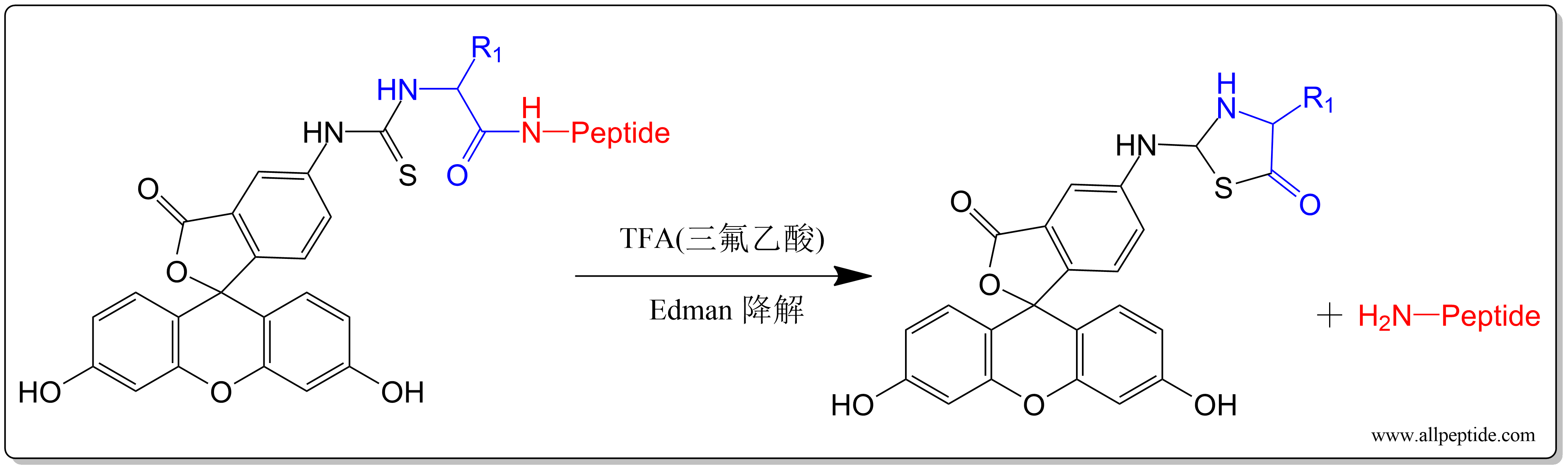 FITC修飾多肽的過(guò)程中為什么要插入linker