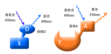 FRET技術(shù)的應(yīng)用