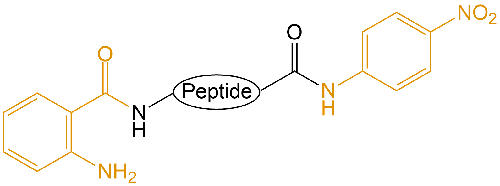 Abz和pNA雙標記(專肽生物tsjxdd.com)