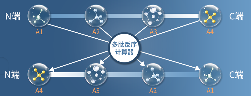 如何將多肽序列反轉(zhuǎn)過來？推薦使用多肽反序計(jì)算器|專肽生物-多肽計(jì)算器