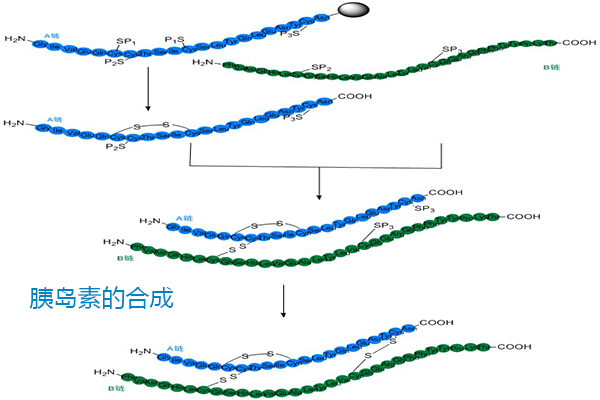 胰島素的合成