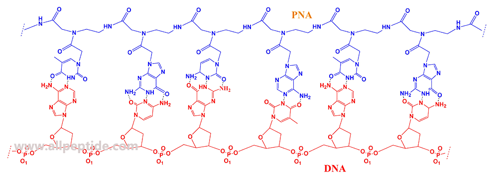 肽核酸PNA的結(jié)構(gòu)(專肽生物tsjxdd.com)