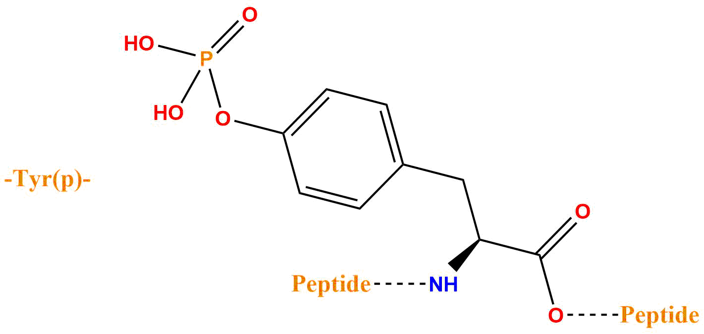 磷酸化酪氨酸(專肽生物tsjxdd.com)