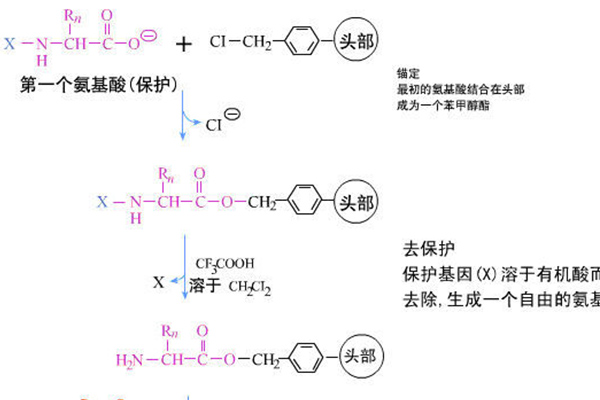 多肽固相合成技術(shù)