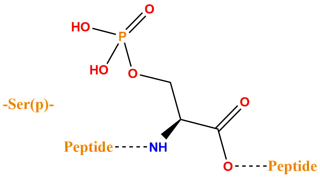 磷酸化絲氨酸(專肽生物tsjxdd.com)