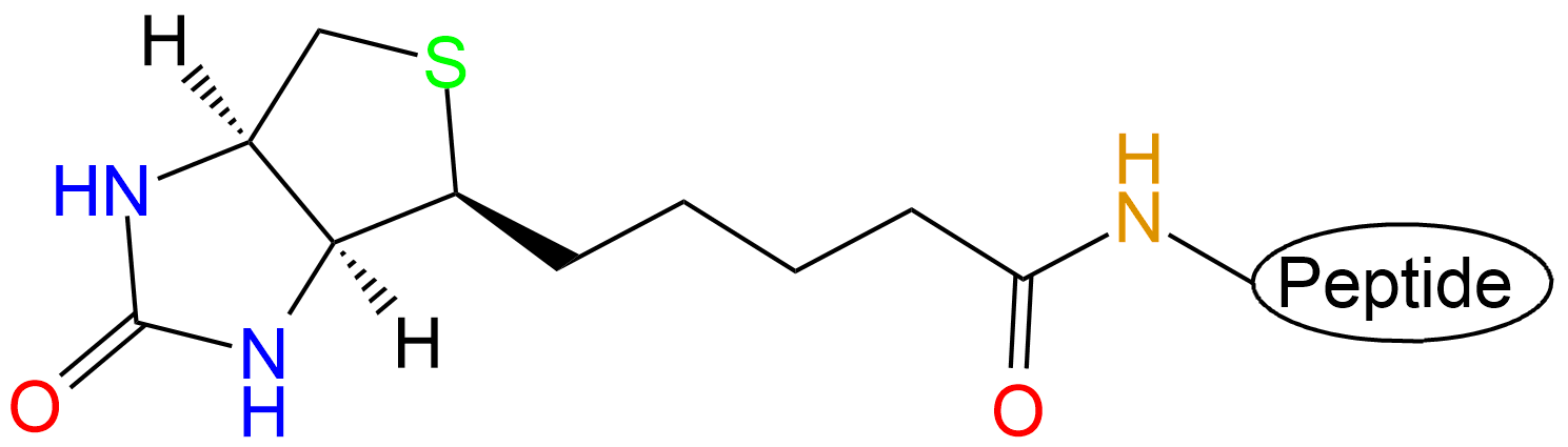 生物素標記多肽(專肽生物tsjxdd.com)