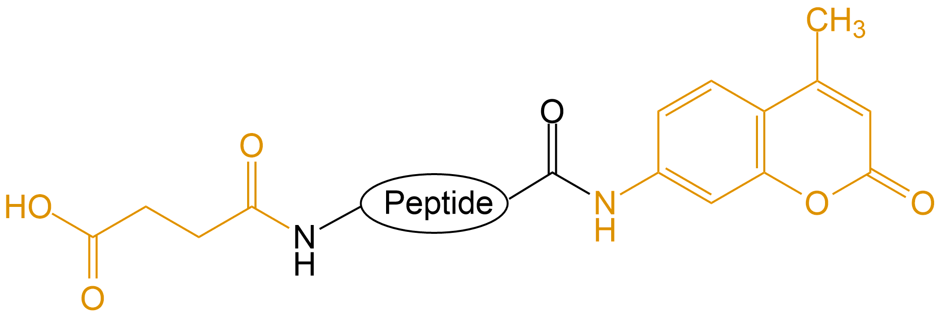 Suc和AMC雙標記(專肽生物tsjxdd.com)