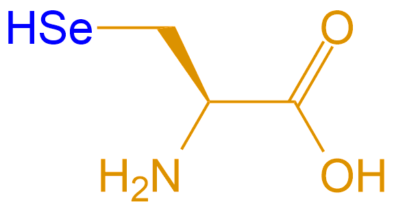 硒代半胱氨酸(專肽生物tsjxdd.com)