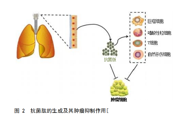 抗菌肽對抗腫瘤細胞的機制：選擇性膜破壞和非膜溶解