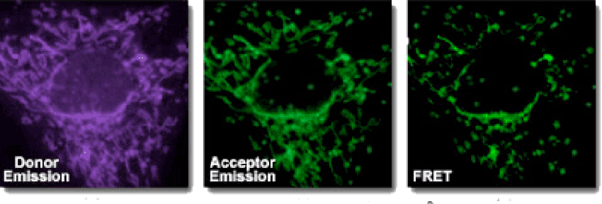 熒光共振能量轉(zhuǎn)移（FRET)技術(shù)