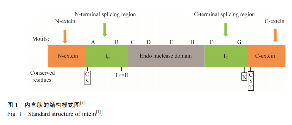 內(nèi)含肽在構(gòu)建親和純化系統(tǒng)中的應(yīng)用