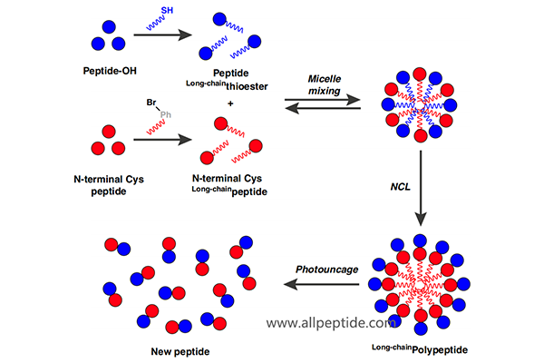 混合形成膠束的兩條烷基化肽，合并形成新肽鏈
