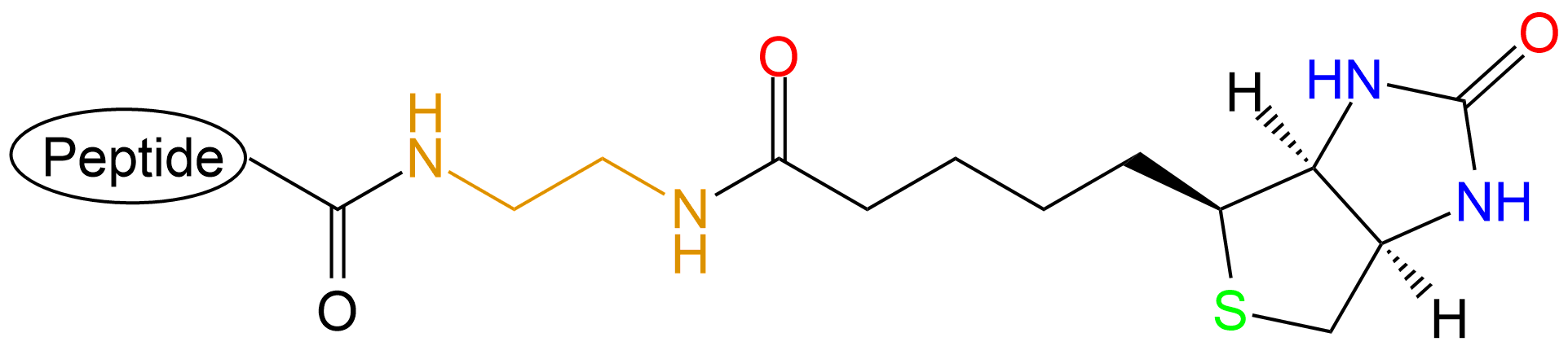 生物素標記多肽(專肽生物tsjxdd.com)