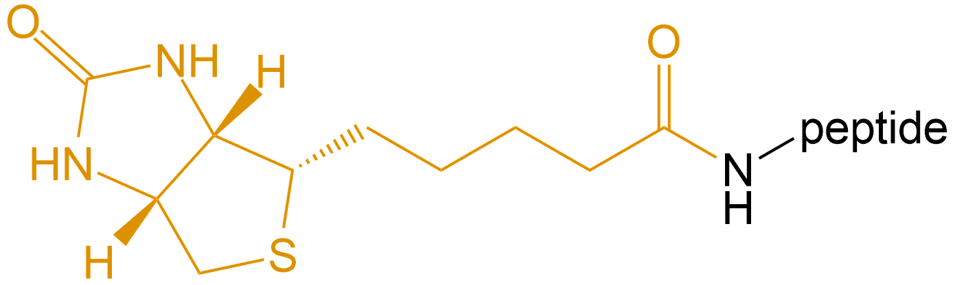 多肽生物素修飾(專肽生物tsjxdd.com)