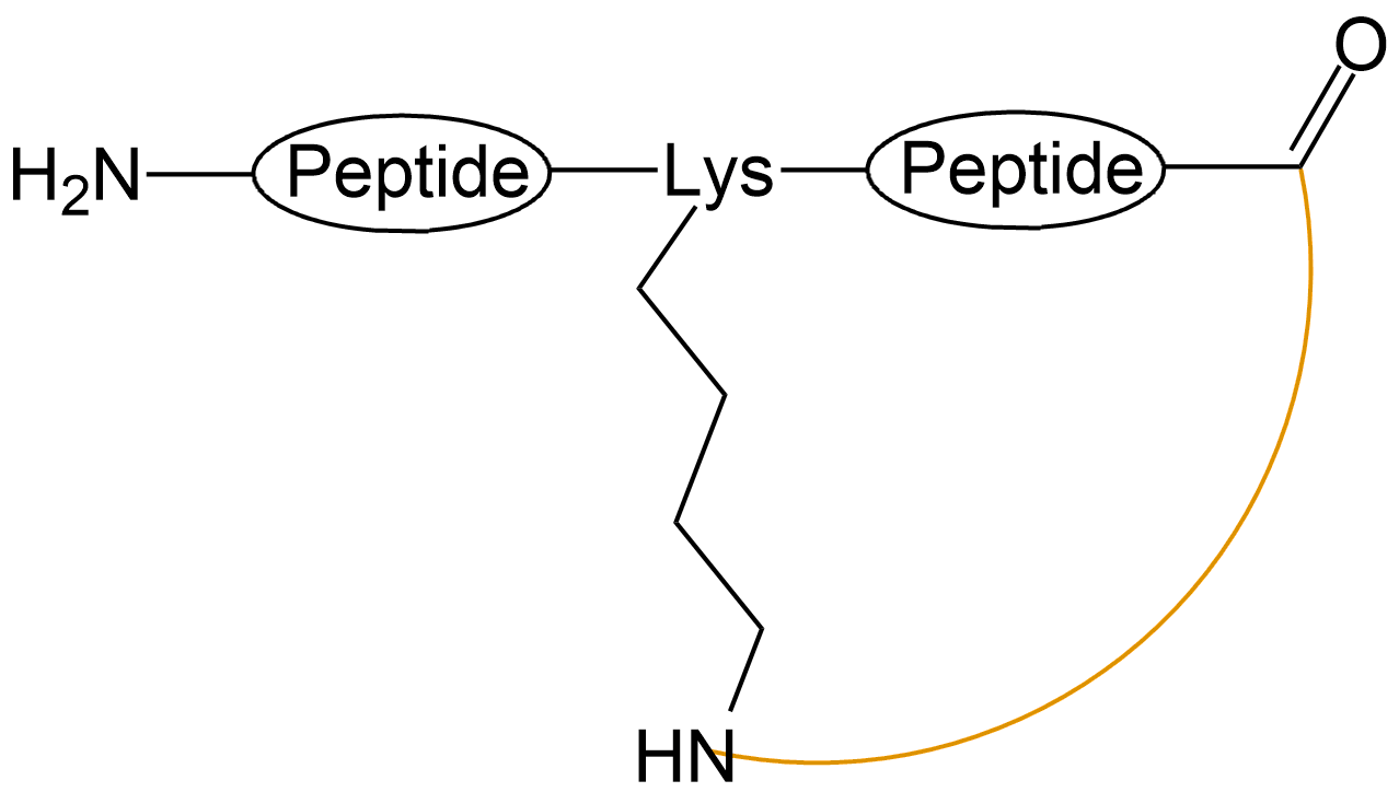 酰胺鍵環(huán)狀多肽(專肽生物tsjxdd.com)