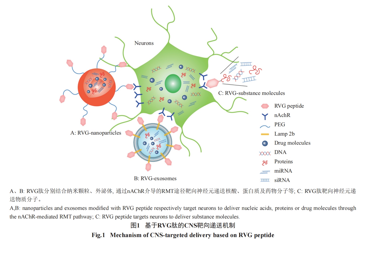 基于RVG肽的中樞神經(jīng)系統(tǒng)靶向遞送策略進展