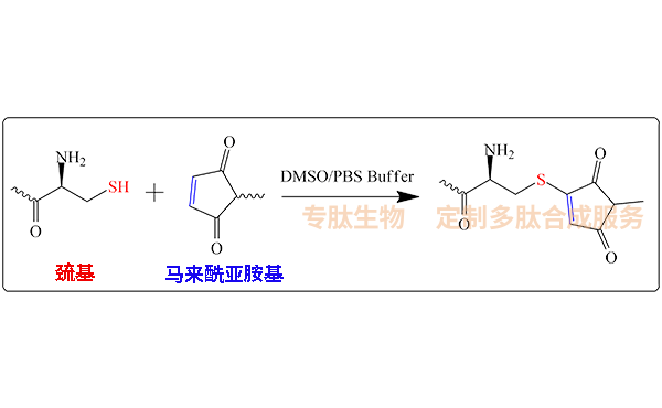 RGD環(huán)肽：c(RGDfC)與c{RGDfK(Mpa)} 哪一個更好用？