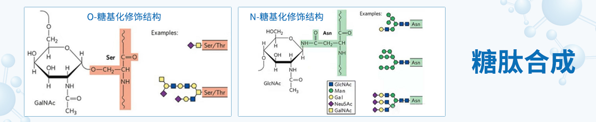 糖肽合成