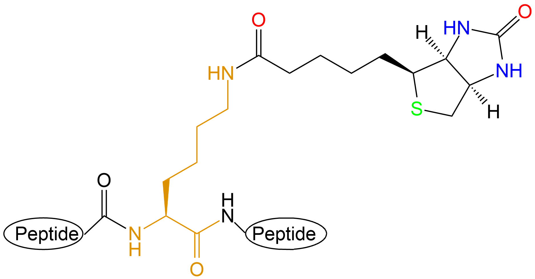 生物素標記多肽(專肽生物tsjxdd.com)