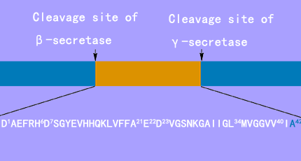 淀粉肽Amyloid β-Protein (1-42)