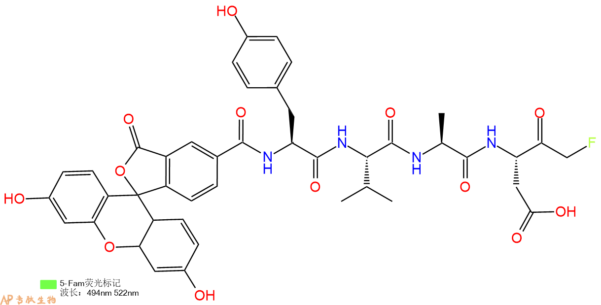 專(zhuān)肽生物產(chǎn)品熒光素標(biāo)記的caspase-1 inhibitor